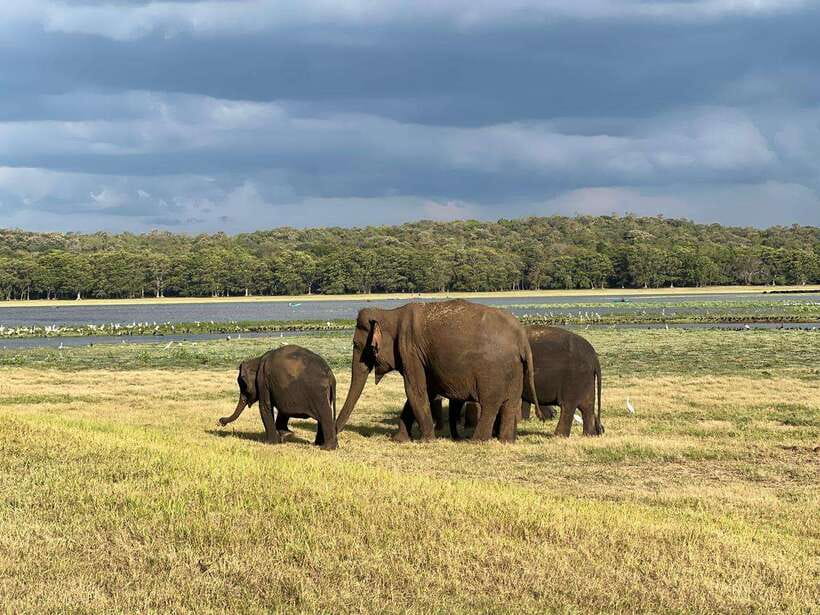 Minneriya: Minneriya National Park Private Jeep Safari - What the private Jeep adds to the experience