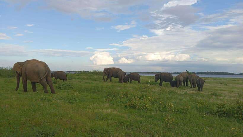 Minneriya: Minneriya National Park Private Jeep Safari - Is $35 per person a fair price?