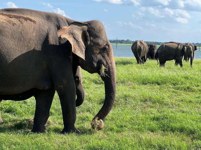 Minneriya: Minneriya National Park Private Jeep Safari - Who should book this safari?