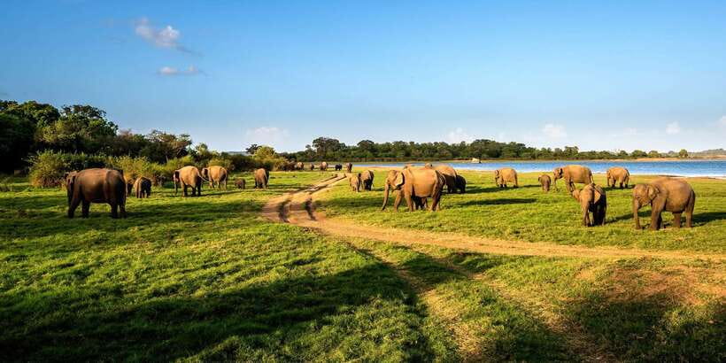 Minneriya: Minneriya National Park Private Safari - Key points to know before you book