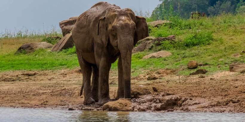 Minneriya: Minneriya National Park Private Safari - Should you book the Minneriya private safari?