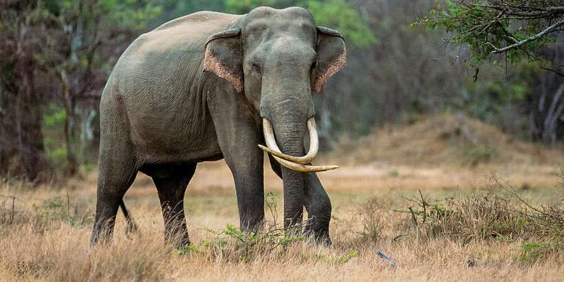 Minneriya: Minneriya National Park Private Safari - Why Minneriya is famous for elephants