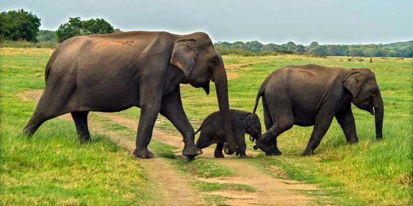 Minneriya: Minneriya National Park Private Safari - What you may see besides elephants
