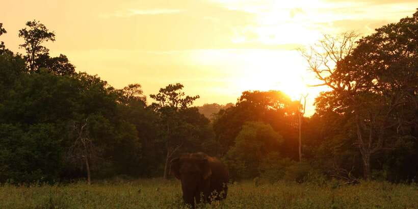 Minneriya: Minneriya National Park Private Safari - The guide can shape the whole experience