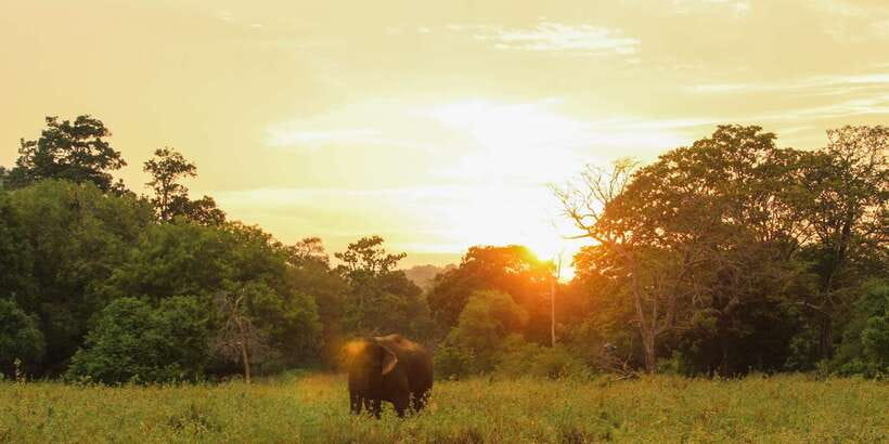 Minneriya: Minneriya National Park Private Safari - Why private is worth considering