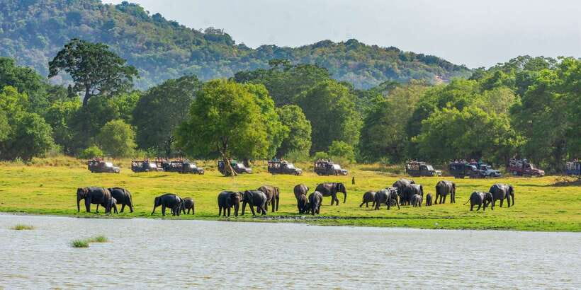 Minneriya: Minneriya National Park Private Safari - Timing, crowds, and changing park conditions