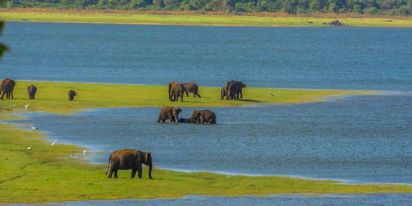 Minneriya: Minneriya National Park Private Safari - Who will enjoy this safari most