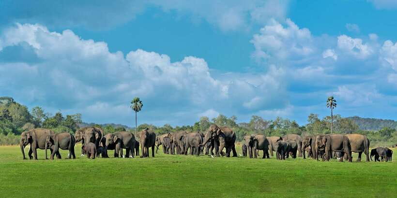Minneriya: Minneriya National Park Private Safari - Your three hours inside the park