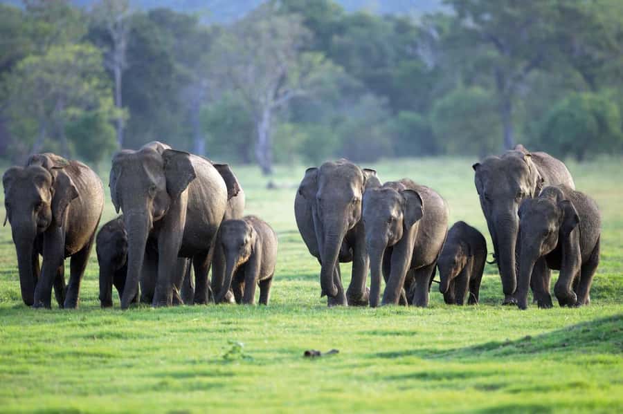 Minneriya National Park 4x4 jeep Safari Include Entrance Fee - Key details before you book