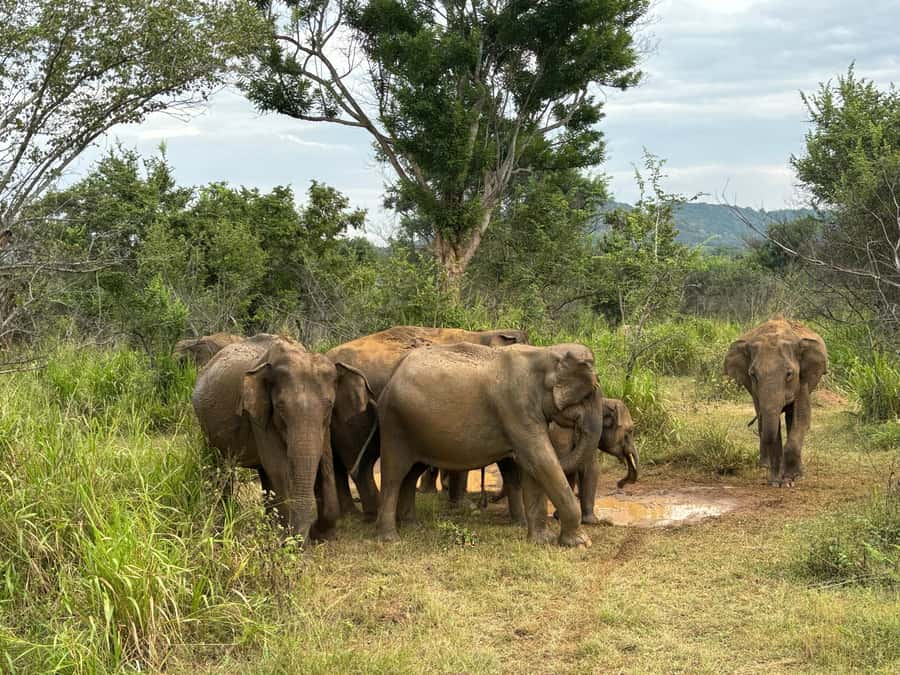 Minneriya National Park 4x4 jeep Safari Include Entrance Fee - Safety, driving, and animal respect