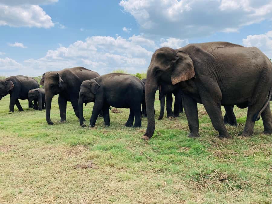 Minneriya National Park 4x4 jeep Safari Include Entrance Fee - Entering Minneriya National Park