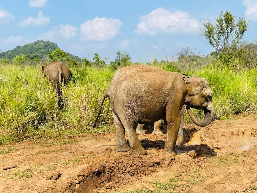 Minneriya National Park 4x4 jeep Safari Include Entrance Fee - Three hours through grassland, wetlands, and forest