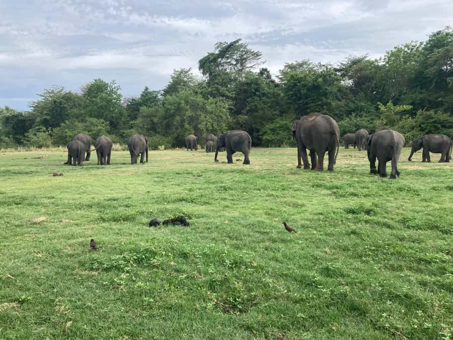 Minneriya National Park 4x4 jeep Safari Include Entrance Fee - The elephant gathering