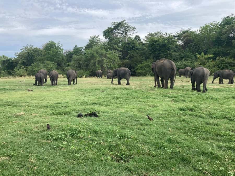 Minneriya National Park 4x4 jeep Safari Include Entrance Fee - More than elephants: deer, monkeys, crocodiles, and birds