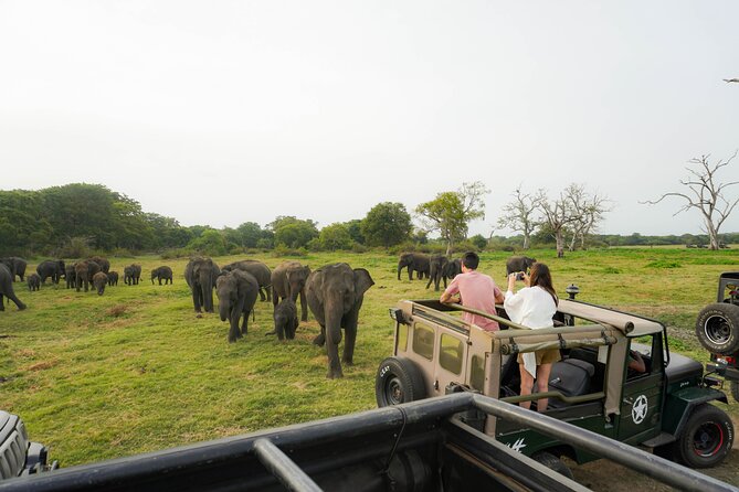 Minneriya National Park Half Day Elephant Safari - Key points to know before booking