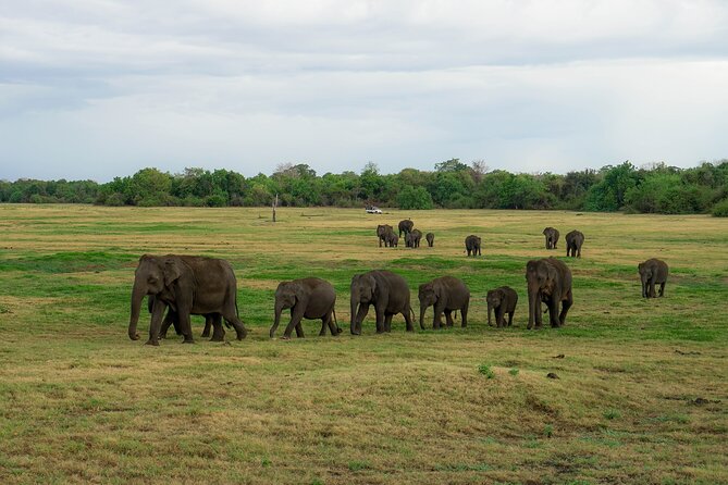 Minneriya National Park Half Day Elephant Safari - Starting from Sigiriya, Dambulla, or Habarana