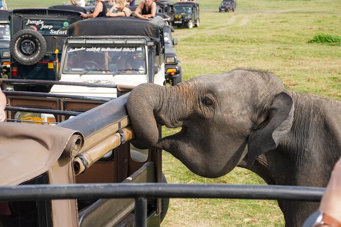 Minneriya National Park Half Day Elephant Safari - Water and fresh coconut drink included