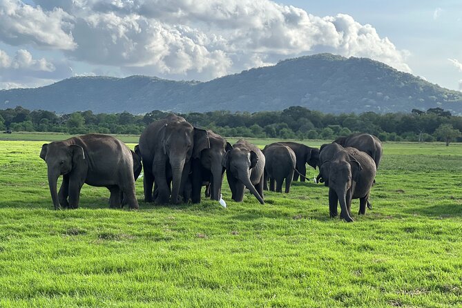 Minneriya National Park halfday Safari - Key points to know before you book