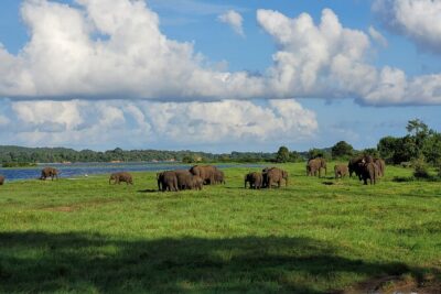 Minneriya National Park halfday Safari