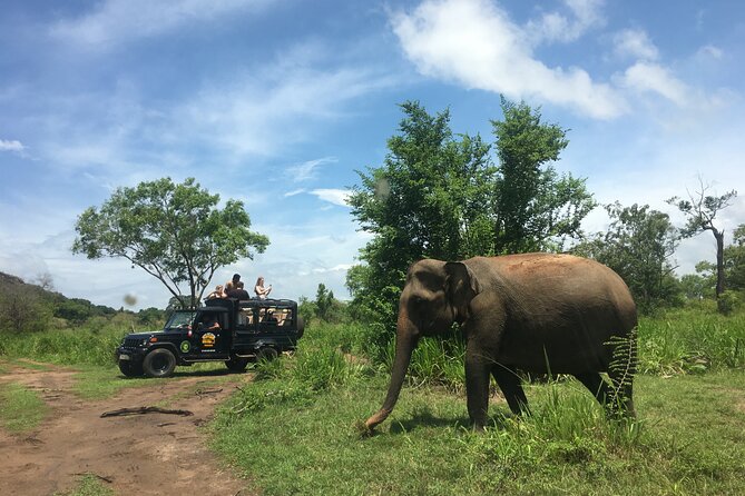 Minneriya National Park halfday Safari - Is $38 good value?