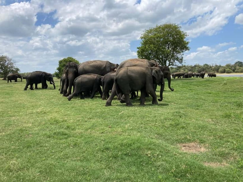 Minneriya National Park: Private 4x4 Jeep Safari - Key points to know before booking