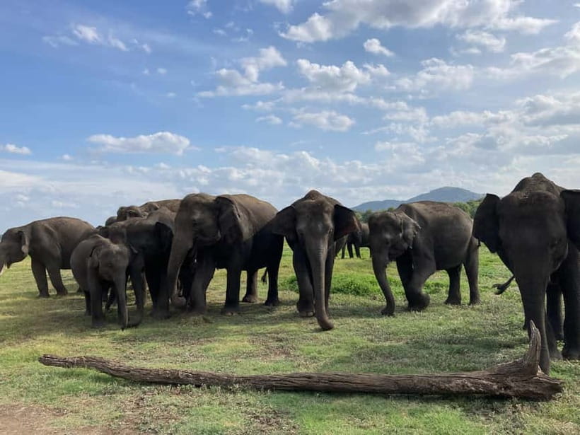 Minneriya National Park: Private 4x4 Jeep Safari - The 30-minute ride to the park