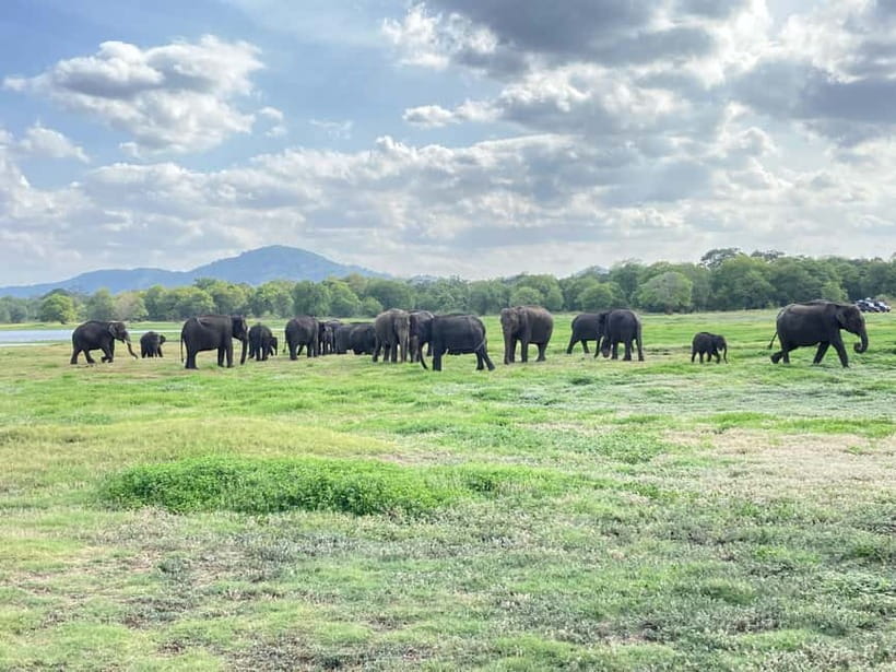 Minneriya National Park: Private 4x4 Jeep Safari - Starting from Sigiriya, Habarana, or nearby towns