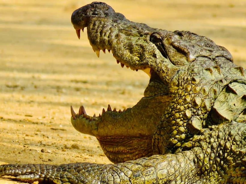 Minneriya National Park: Private 4X4 Safari From Trincomale - What makes this Minneriya safari worth your day