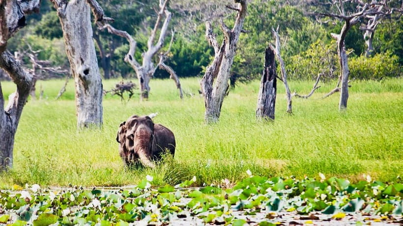 Minneriya National Park: Private 4X4 Safari From Trincomale - Leaving Trincomalee for Minneriya National Park