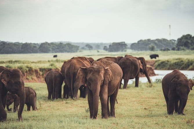 Minneriya National Park Private Safari - Key points at a glance