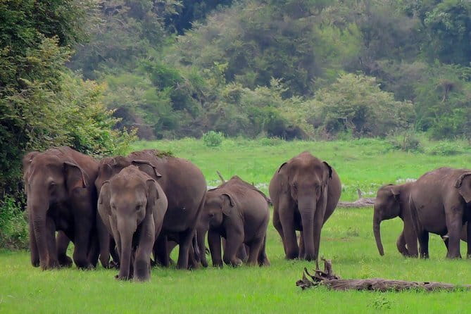 Minneriya National Park Private Safari - Keeping expectations realistic