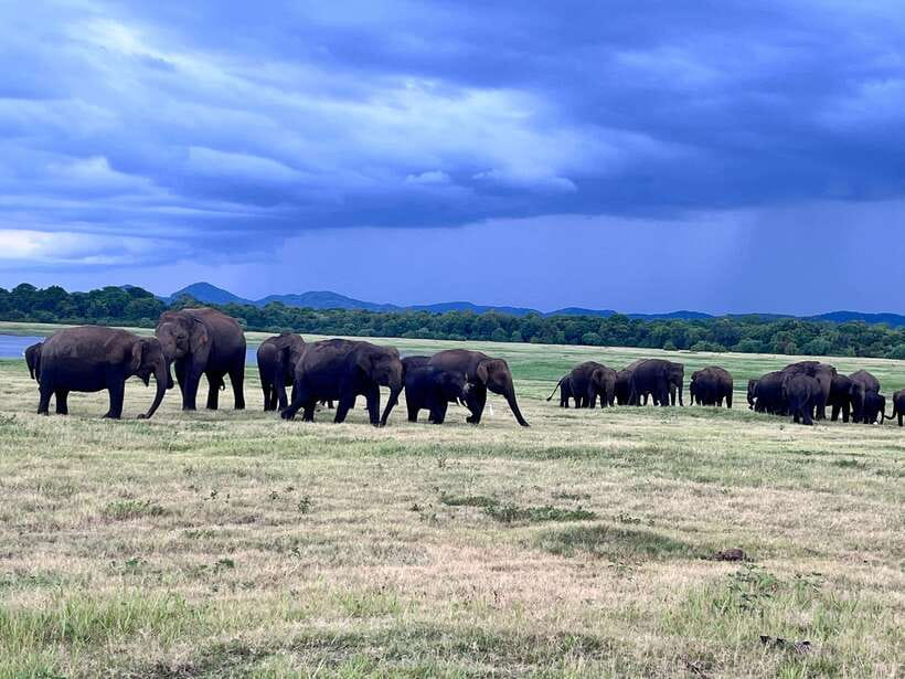Minneriya National Park : Private Safari - Who will enjoy this safari most