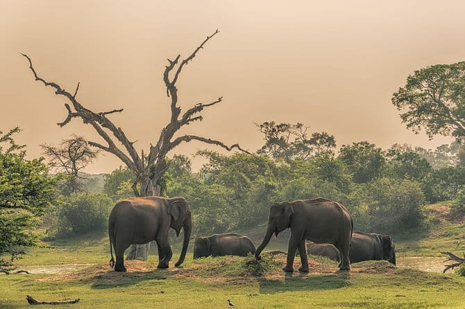 Minneriya National Park : Private Safari - The 2:30 pm start and hotel pickup