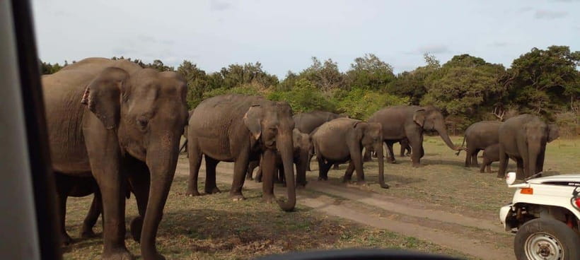 Minneriya National Park Safari - Key points at a glance