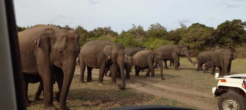 Minneriya National Park Safari - Afternoon safari for elephant groups