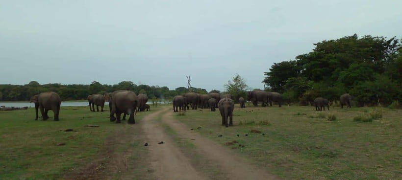 Minneriya National Park Safari - The real cost: $22 plus park admission