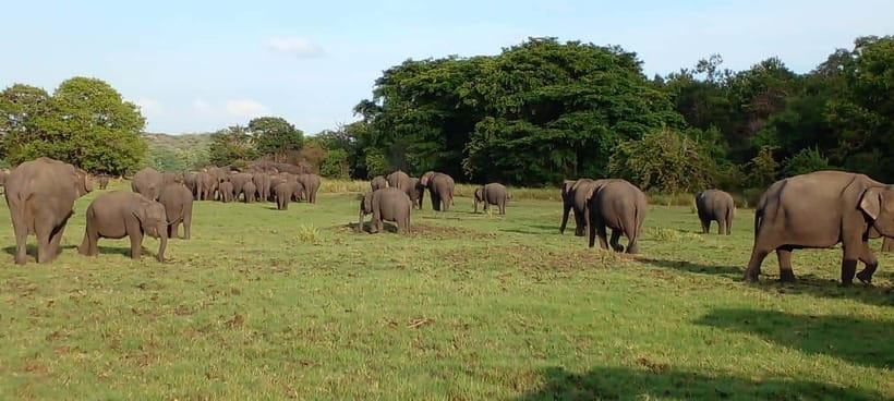 Minneriya National Park Safari - What to bring and what to avoid