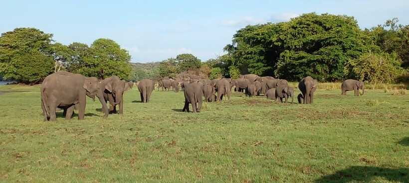 Minneriya National Park Safari - Is this safari suitable for you?