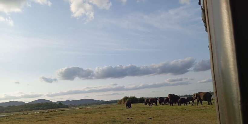 Minneriya National Park Safari - Entrance Fee Included - Four things to know before booking