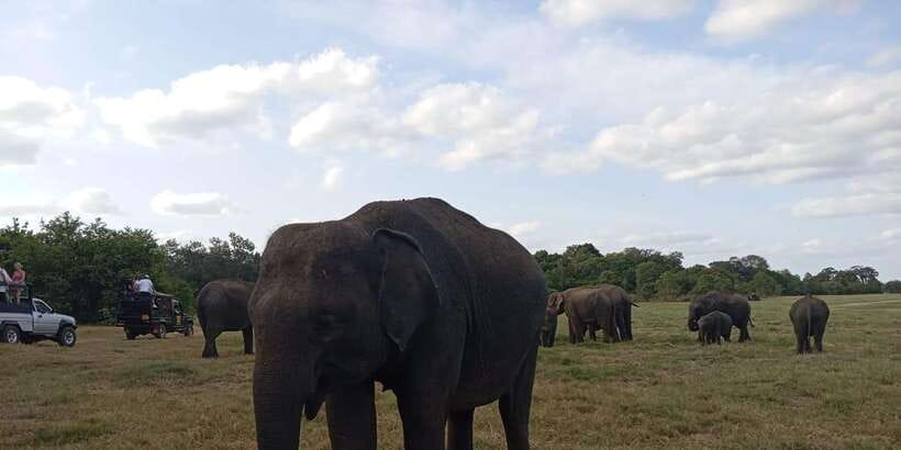 Minneriya National Park Safari - Entrance Fee Included - Rain, timing, and the limits of wildlife viewing