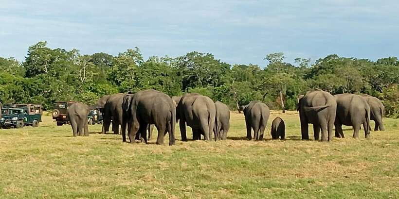Minneriya National Park Safari - Entrance Fee Included - Why Minneriya is such a strong elephant safari choice