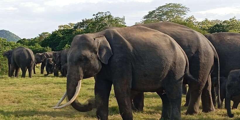 Minneriya National Park Safari - Entrance Fee Included - Three and a half hours inside the national park