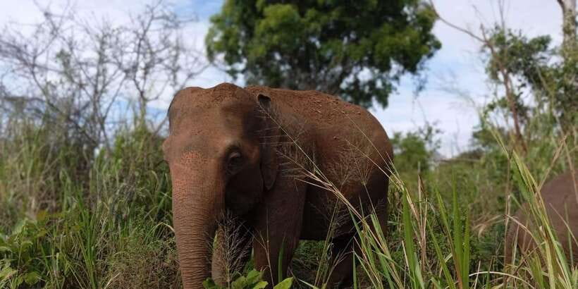 Minneriya National Park Safari - Entrance Fee Included - Watching elephants around Minneriya Tank