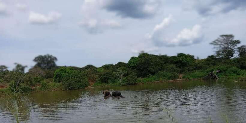 Minneriya National Park Safari - Entrance Fee Included - Is $110 per person good value?