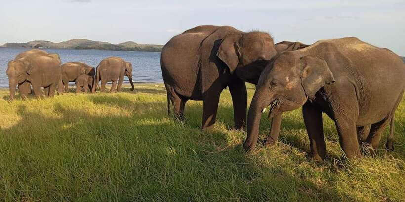 Minneriya National Park Safari - Entrance Fee Included - Hotel pickup from Sigiriya, Habarana, and Dambulla