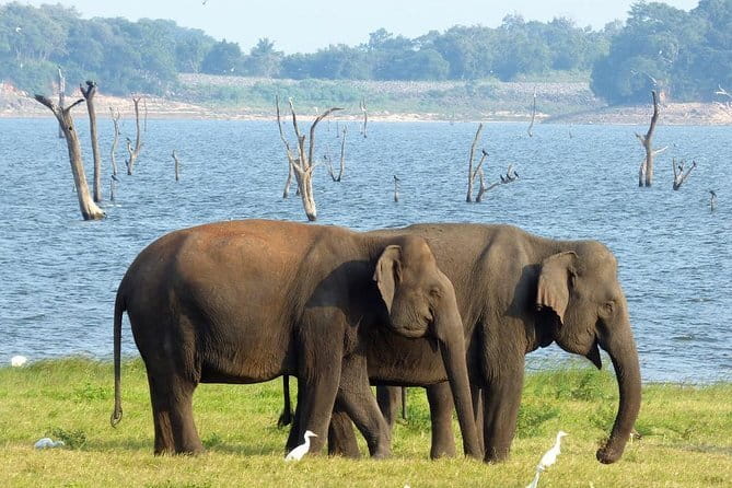Minneriya National Park Safari from Habarana - Why Minneriya works so well from Habarana