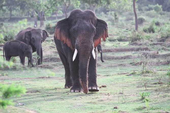 Minneriya National Park Safari from Habarana - Finding elephants among other jeeps