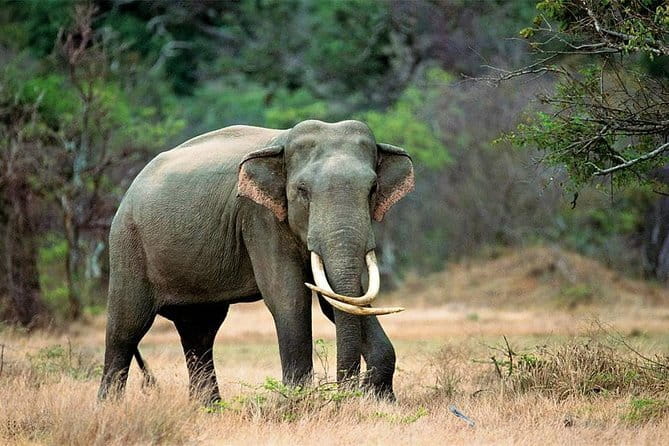 Minneriya National Park Safari from Habarana - What to bring and how to prepare