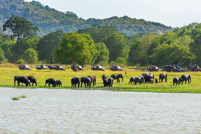 Minneriya National Park Safari from Habarana - The 2:00 pm pickup from Habarana