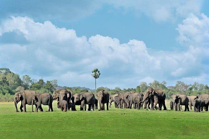 Minneriya National Park Safari from Polonnaruwa - Key points at a glance